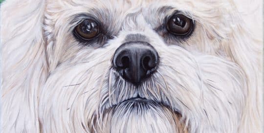 Boomer's Portrait, original acrylic by Erica Eriksdotter