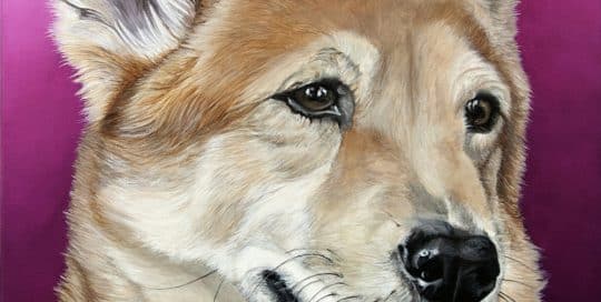 Custom dog portrait of a mixed-breed dog (German Shepard and Chow) with a happy expression on a vibrant pink background, painted by Erica Eriksdotter