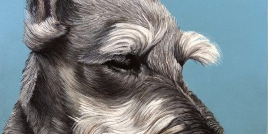 Custom dog portrait of a schnauzer dog by fine arts painter Erica Eriksdotter