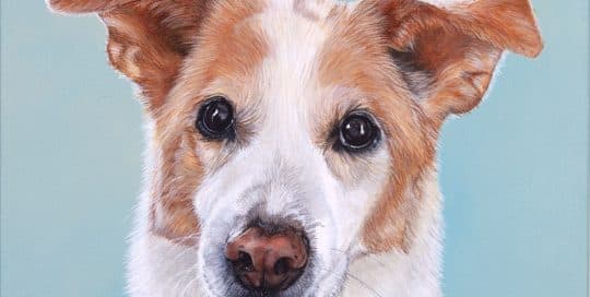 Custom dog portrait of a lab, collie and husky mix by artist Erica Eriksdotter