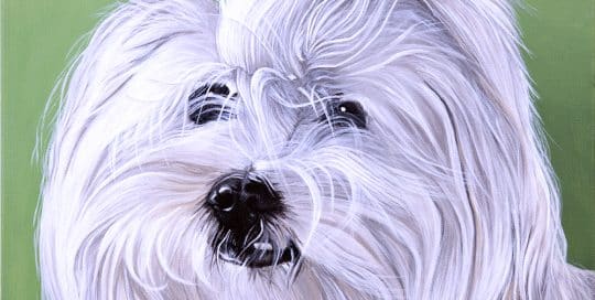 Custom dog portrait and pet memorial of a lhasa apso dog by fine arts painter Erica Eriksdotter, close up