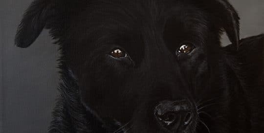 Custom dog portrait of a labrador and border collie mix by fine arts painter Erica Eriksdotter, close up