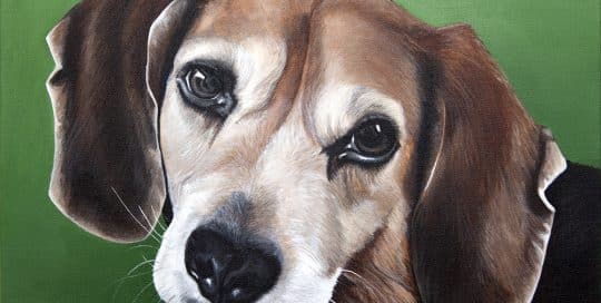 Custom dog portrait of a beagle dog by fine arts painter Erica Eriksdotter