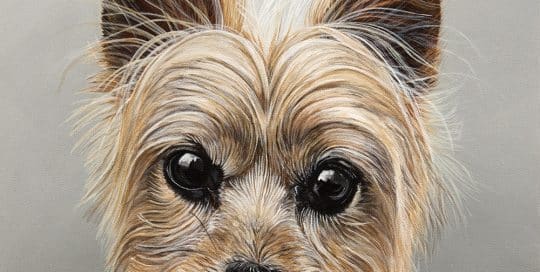 Custom pet portrait of a Yorkshire Terrier with detailed fur and bright eyes on a neutral gray background, painted by Erica Eriksdotter.