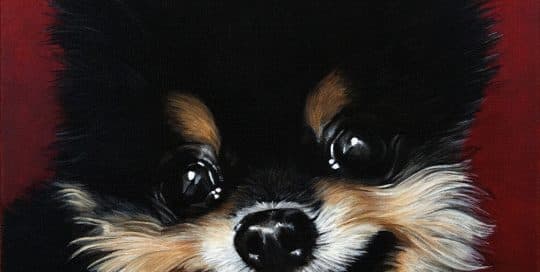 Custom dog portrait of a pomeranian dog by fine arts painter Erica Eriksdotter