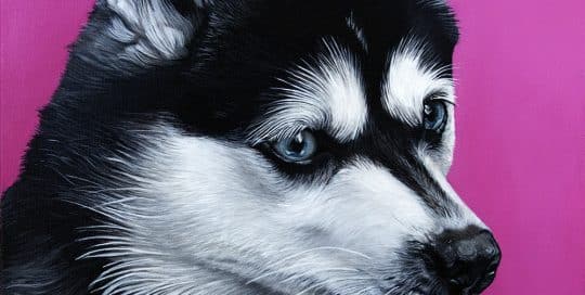 Custom dog portrait of an Alaskan Klee Kai dog by fine arts painter Erica Eriksdotter