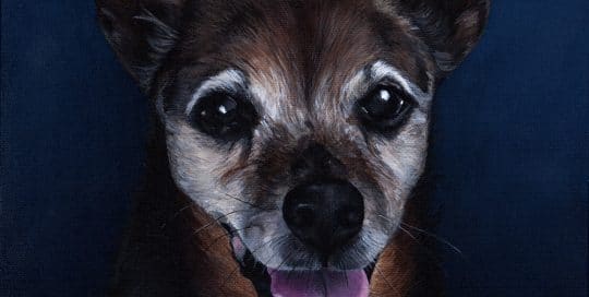 Hand-painted custom dog portrait of a Jack Russell mixed-breed with a joyful expression on a deep blue background by artist Erica Eriksdotter.