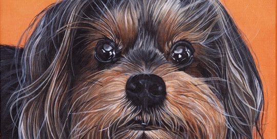 Hand-painted dog portrait of a Yorkie with a vibrant orange background, capturing the dog’s lively personality by Erica Eriksdotter.