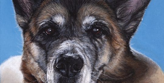 Custom dog portrait of a akita by artist Erica Eriksdotter