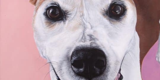 Custom dog portrait of a pitbull boxer and hound mix by artist Erica Eriksdotter